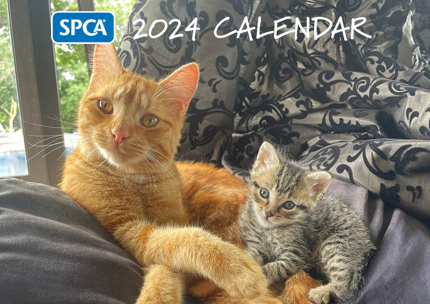 2024 SPCA Calendar - Cats