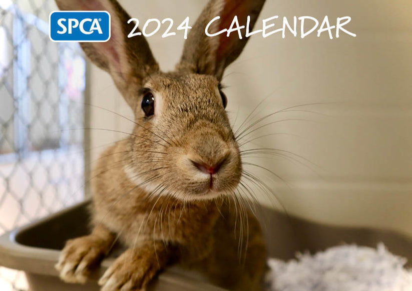 2024 SPCA Calendar Other Animals SPCA Fundraising
